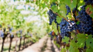 L'Italia è leader mondiale nella filiera vitivinicola biologica