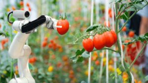 Agrifood e digitale, in l'Italia si accelera sull'innovazione
